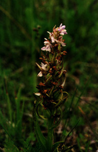 Dactylorhiza incarnata ssp. incarnata; Kødfarvet gøgeurt