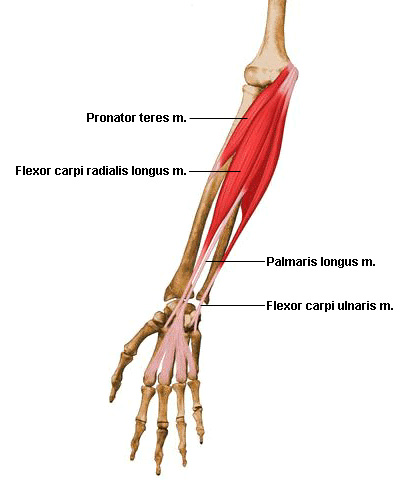 flexors: superficial  layer