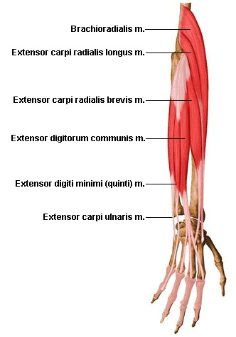 long extensors