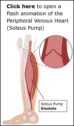 Click here to open a flash animation of the Peripheral Venous Heart (Soleus Pump)