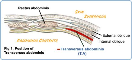 Transversus abdominis