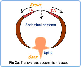Relaxed transversus abdominis