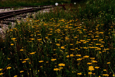 Anthemis tinctoria; Farve gåseurt
