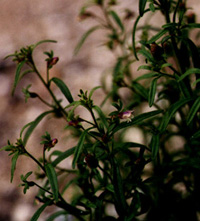 Chaenorrhinum minus,  Liden torskemund