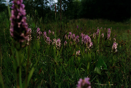 Dactylorhiza incarnata ssp. incarnata; Kødfarvet gøgeurt