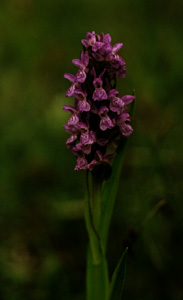 Dactylorhiza incarnata ssp. incarnata; Kødfarvet gøgeurt