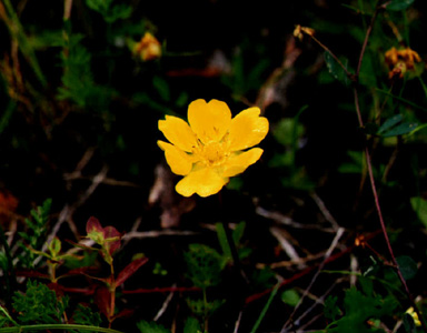 Potentilla reptans, Krypende potentil